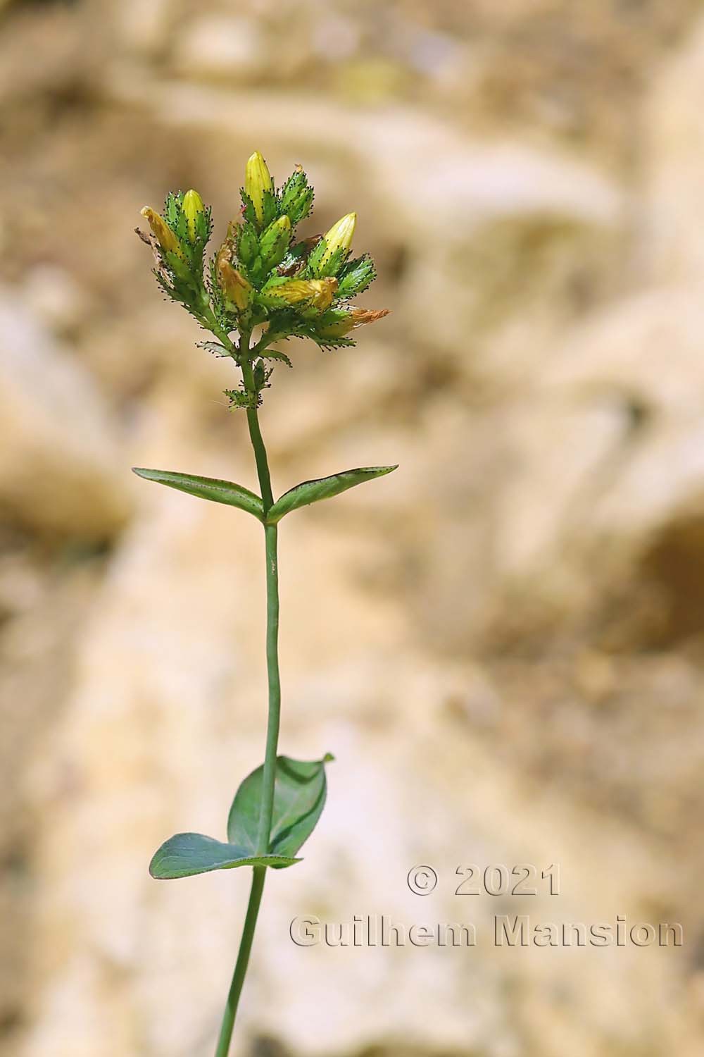 Hypericum montanum