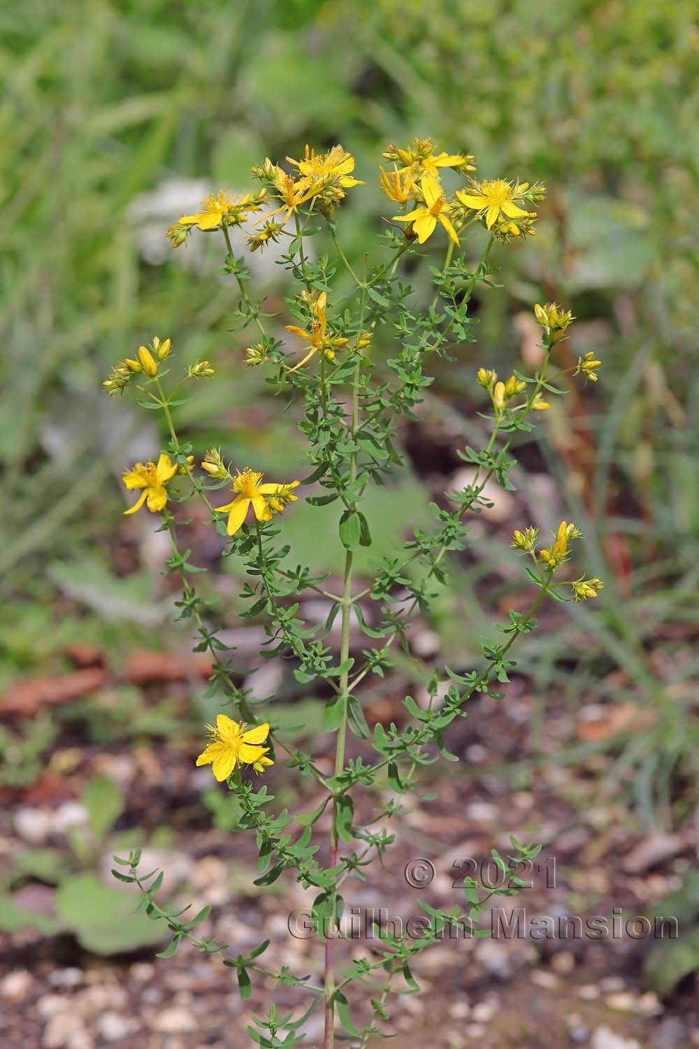 Hypericum perforatum