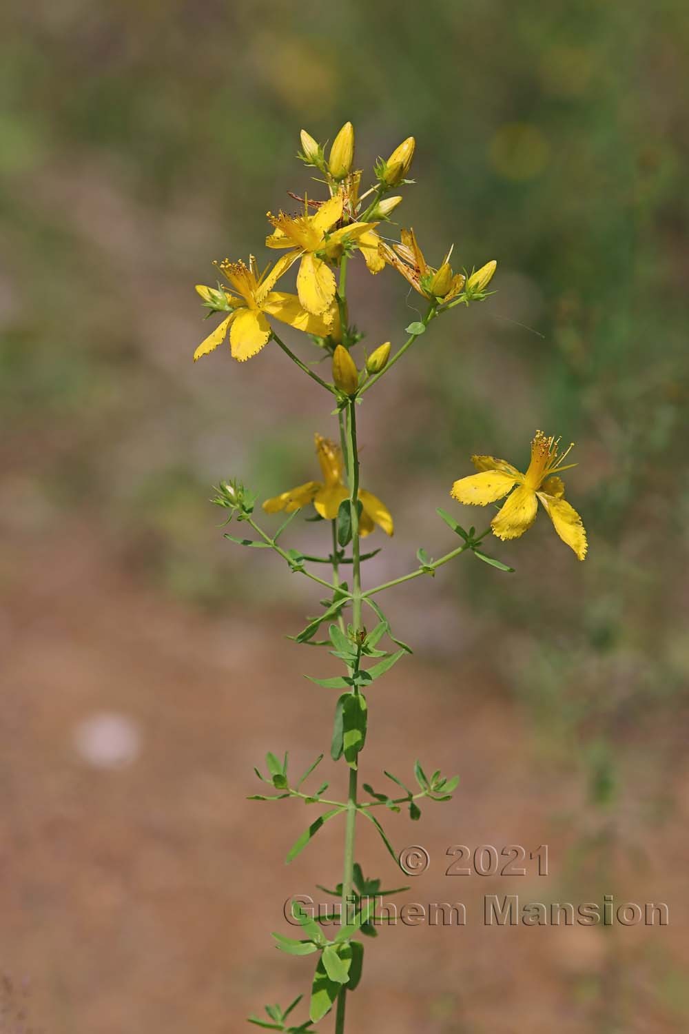 Hypericum perforatum