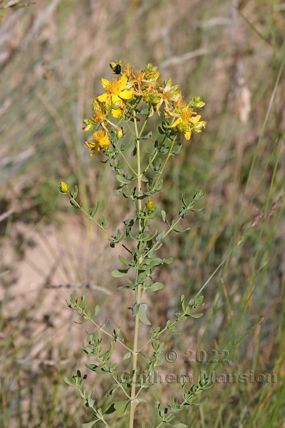 Hypericum perforatum