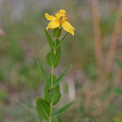 Hypericum richeri