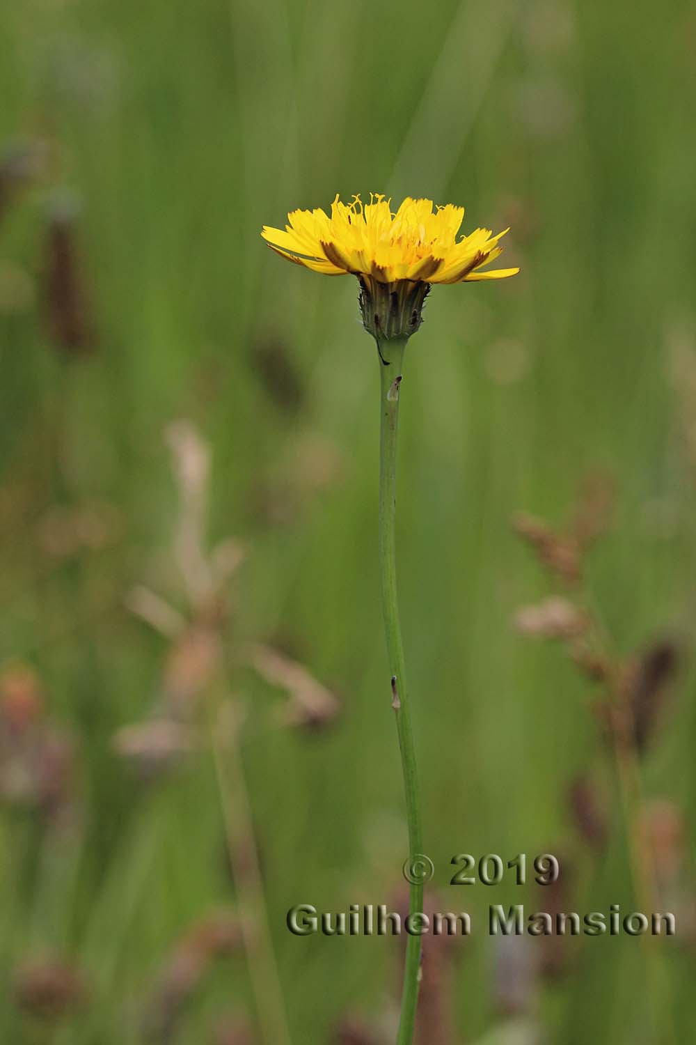 Hypochaeris radicata