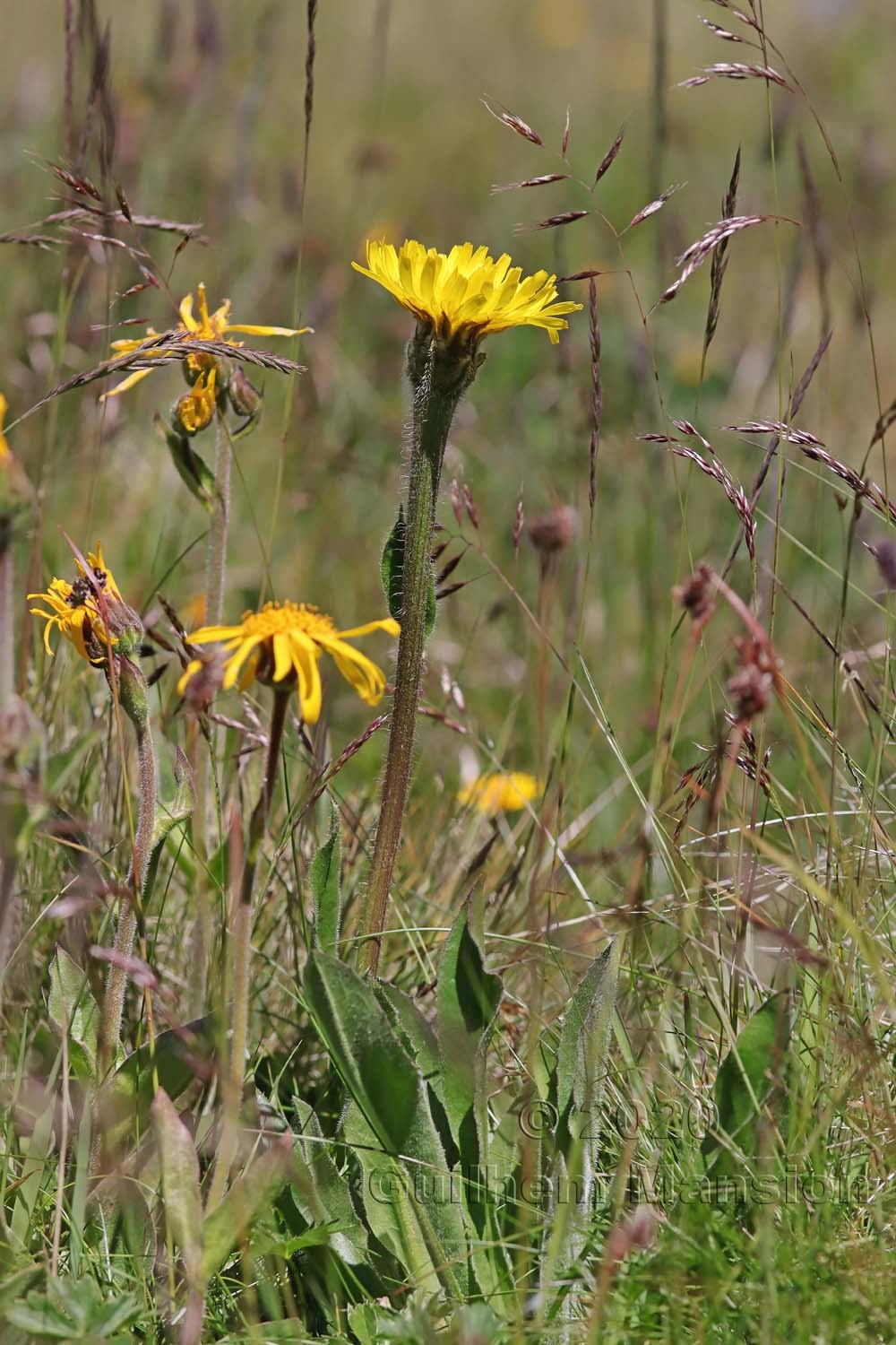 Hypochaeris uniflora