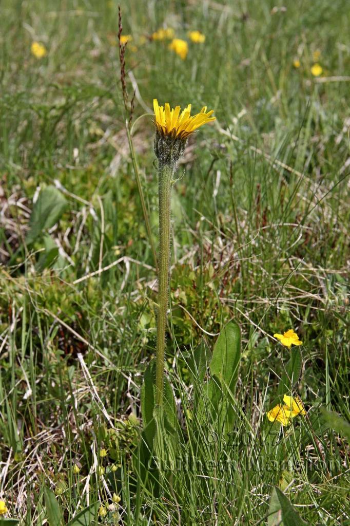 Hypochaeris uniflora