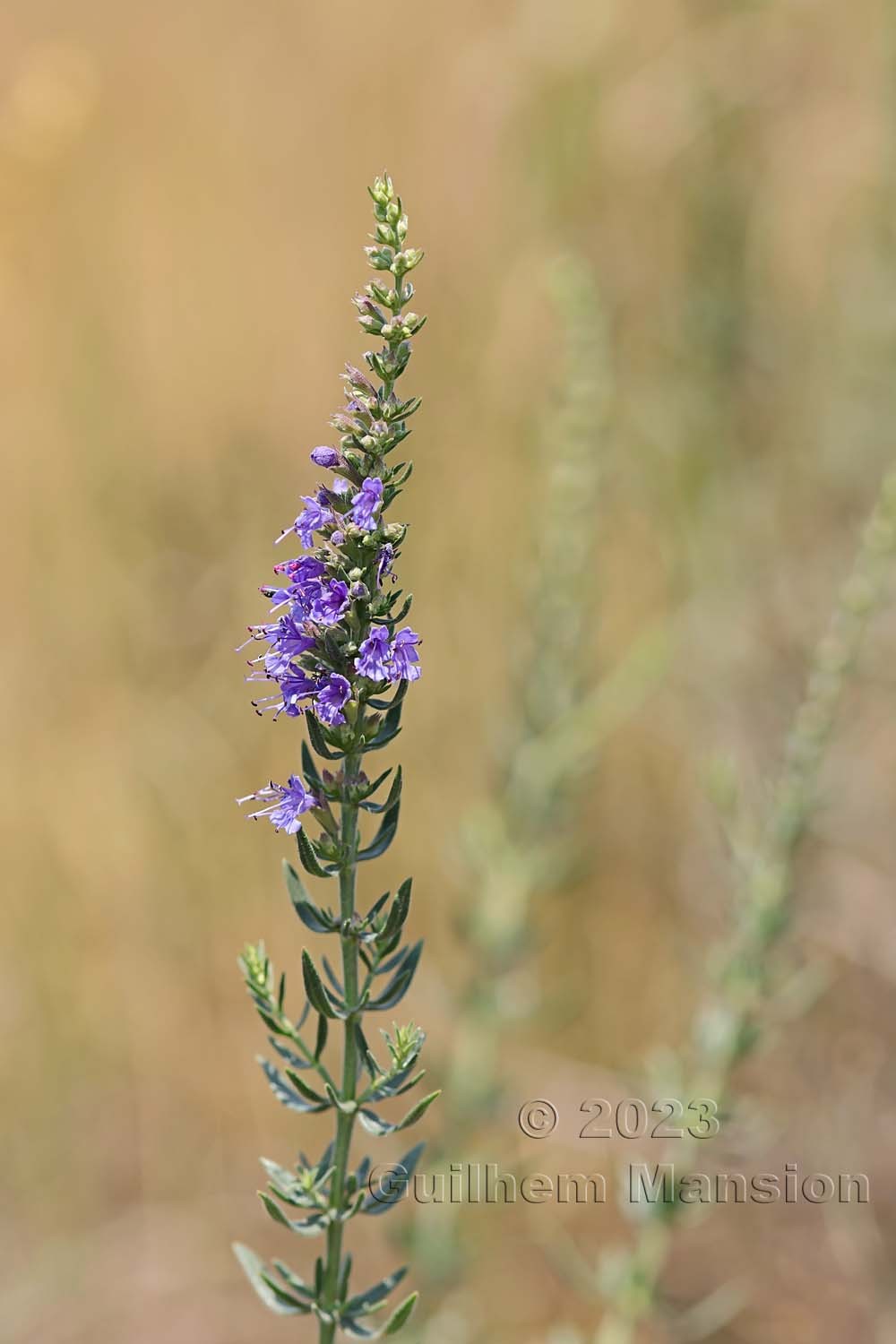 Hyssopus officinalis