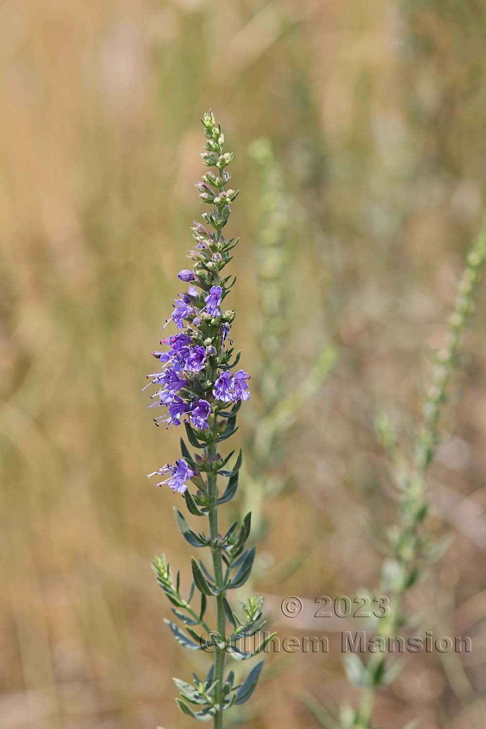 Hyssopus officinalis