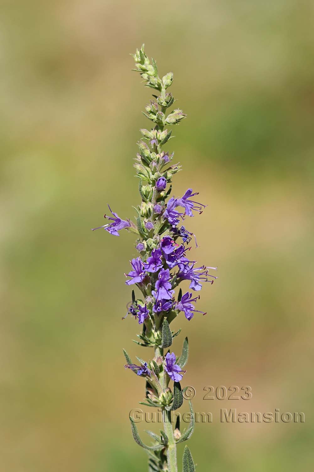 Hyssopus officinalis