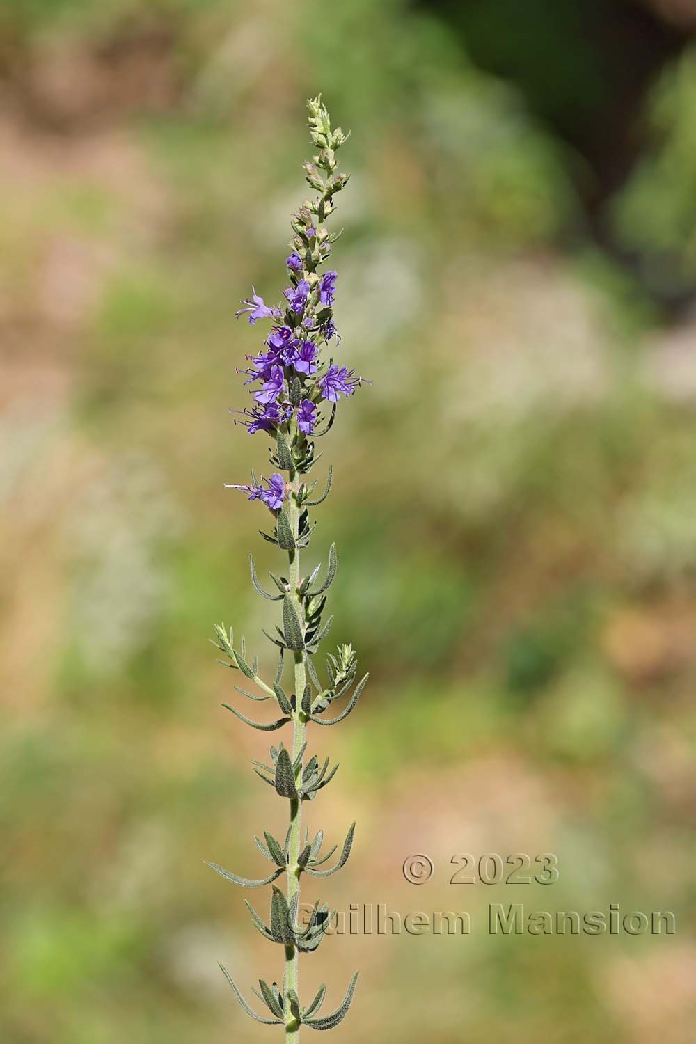 Hyssopus officinalis