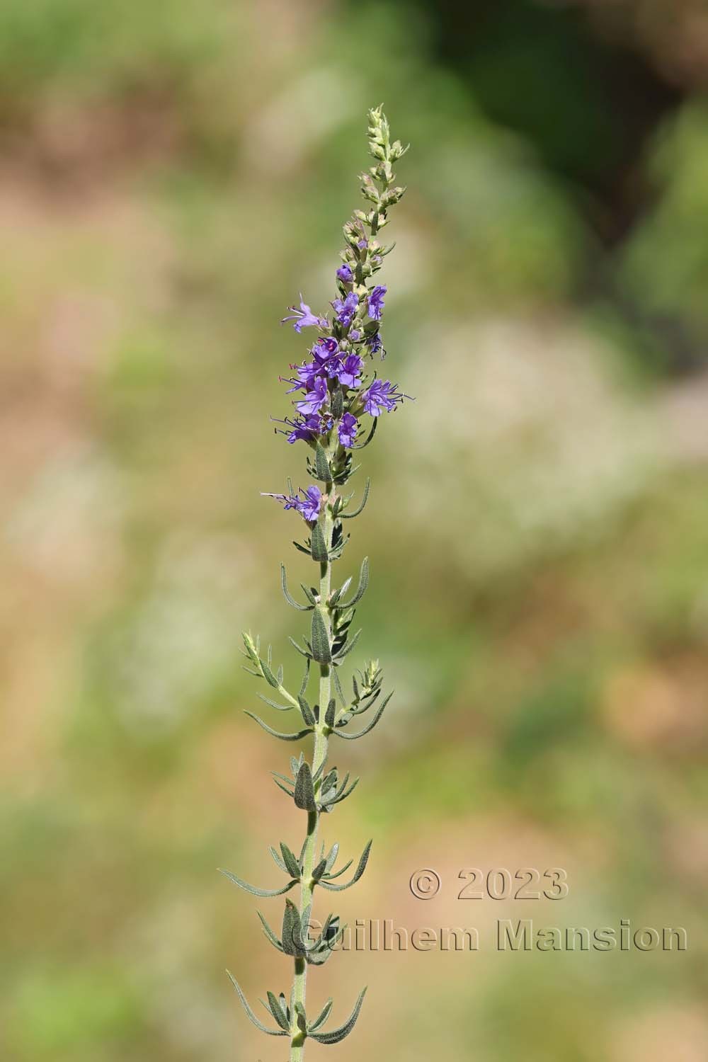 Hyssopus officinalis