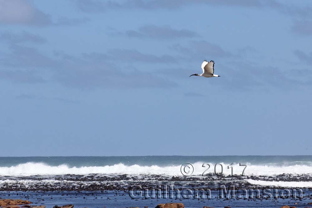 African Sacred Ibis