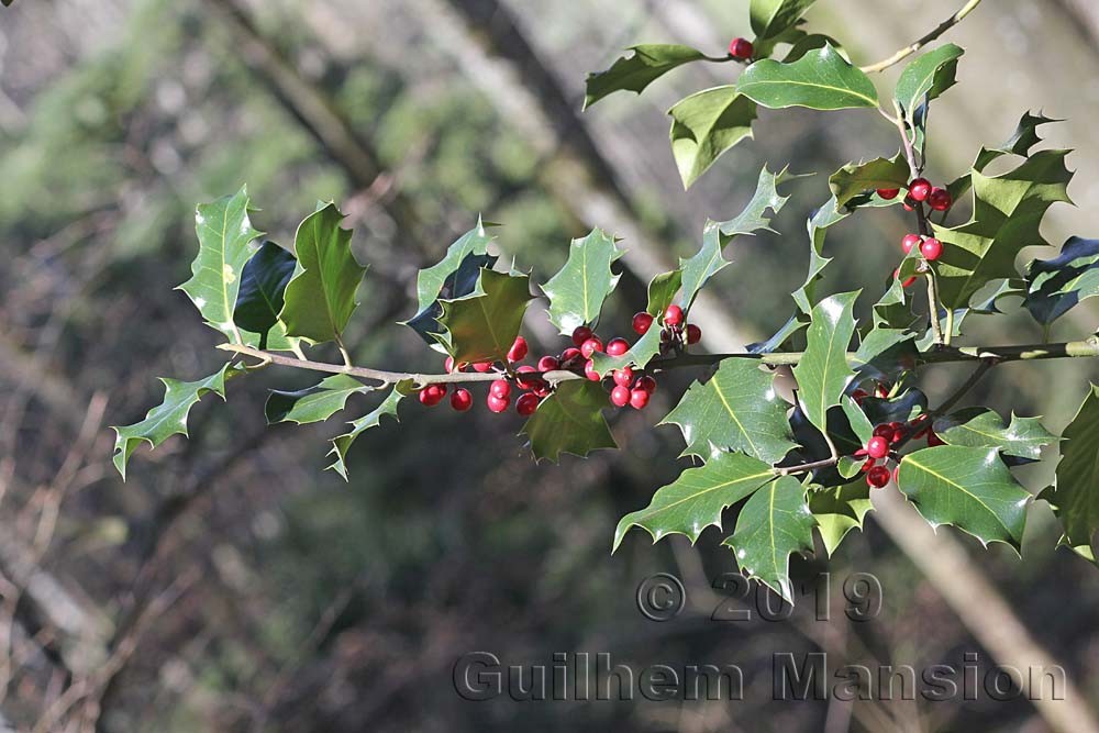 Ilex aquifolium