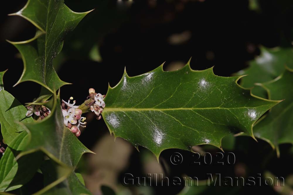 Ilex aquifolium