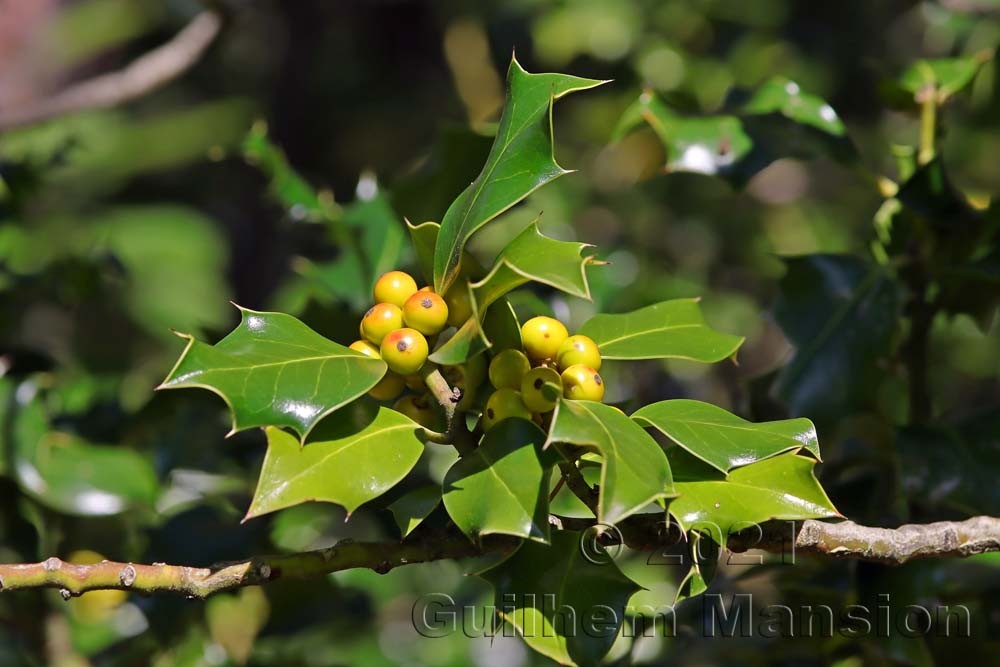 Ilex aquifolium