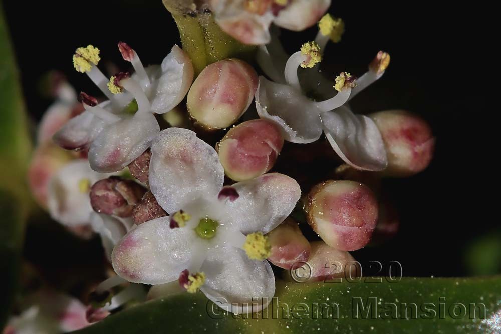 Ilex aquifolium