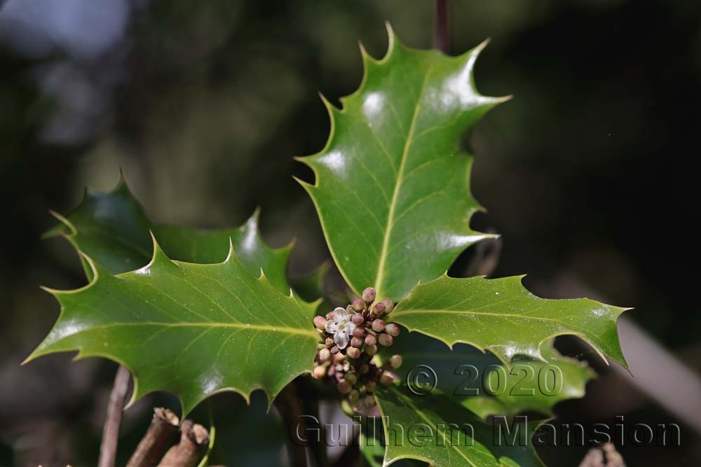 Ilex aquifolium