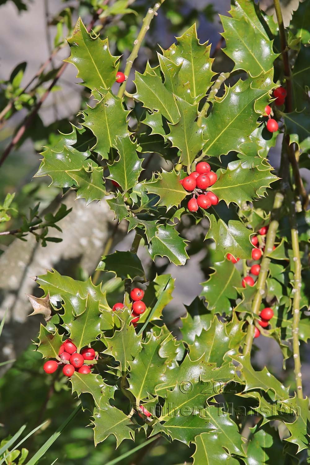 Ilex aquifolium