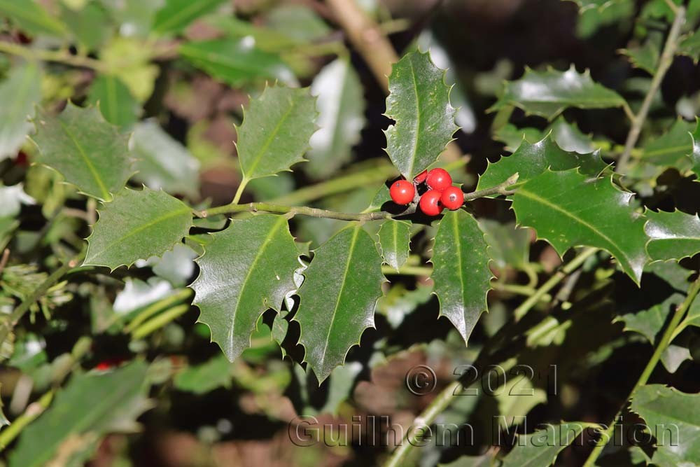 Ilex aquifolium