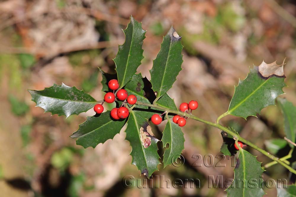 Family - Aquifoliaceae