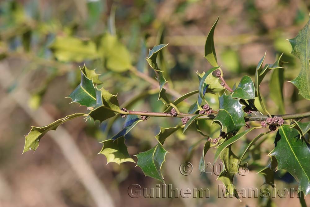 Ilex aquifolium