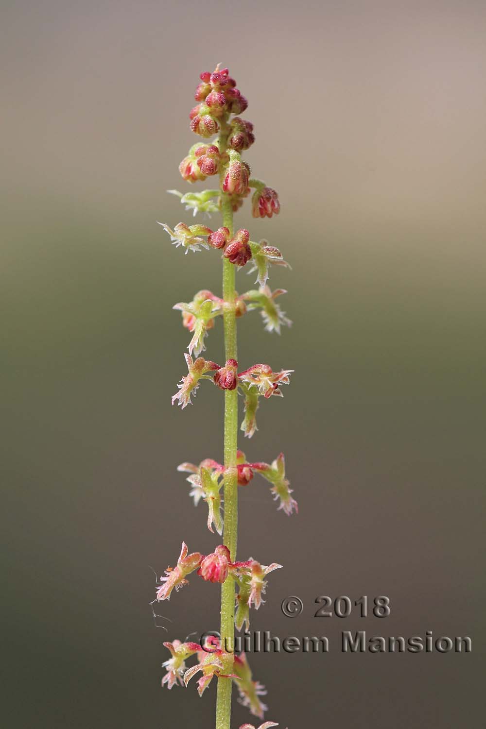 Rumex bucephalophorus