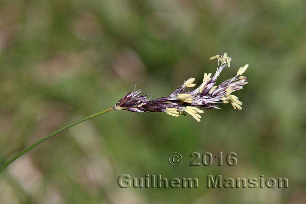 Sesleria caerulea