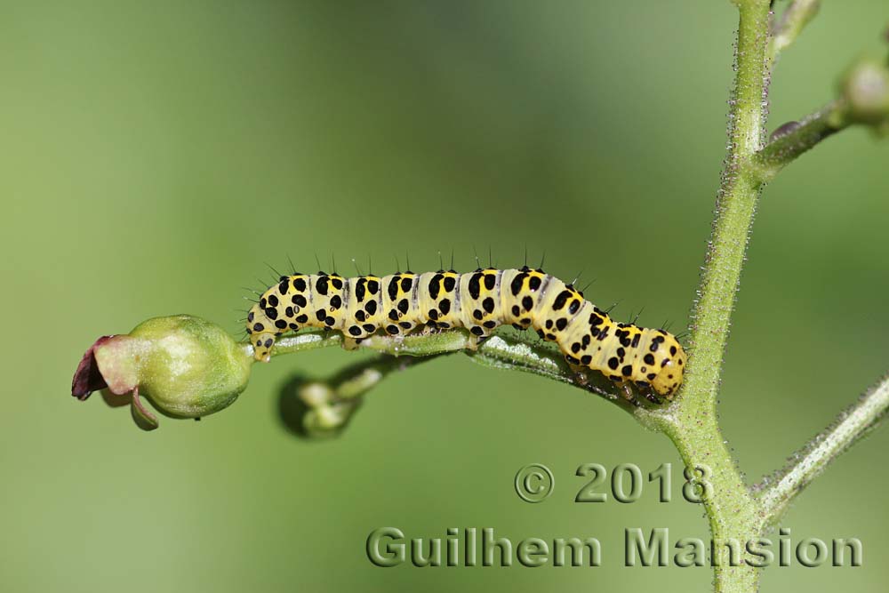 Scrophularia nodosa