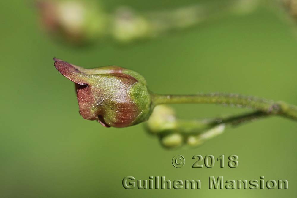 Scrophularia nodosa