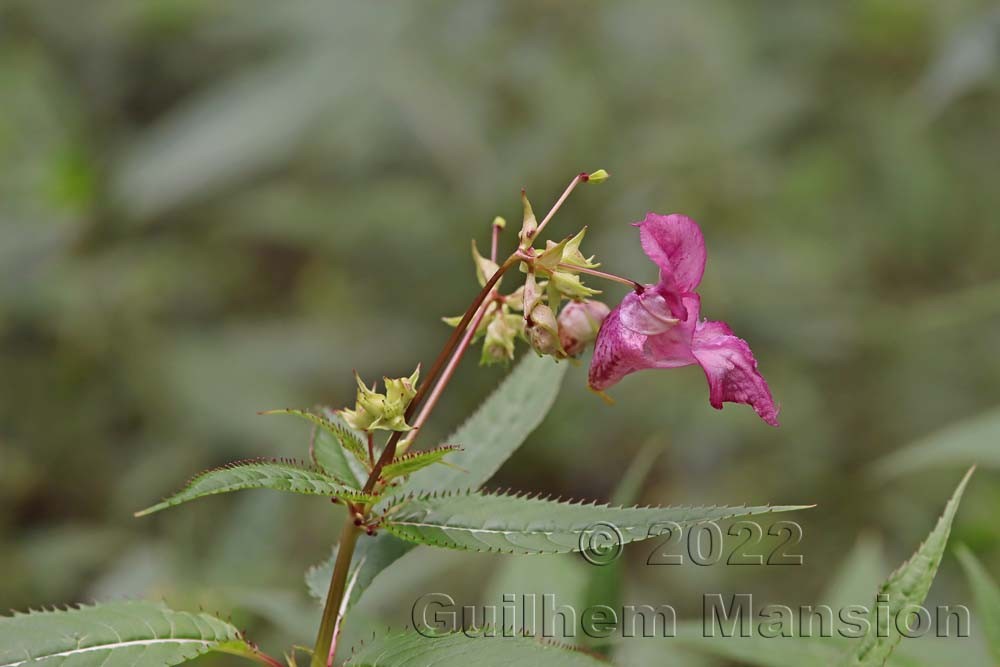 Impatiens glandulifera