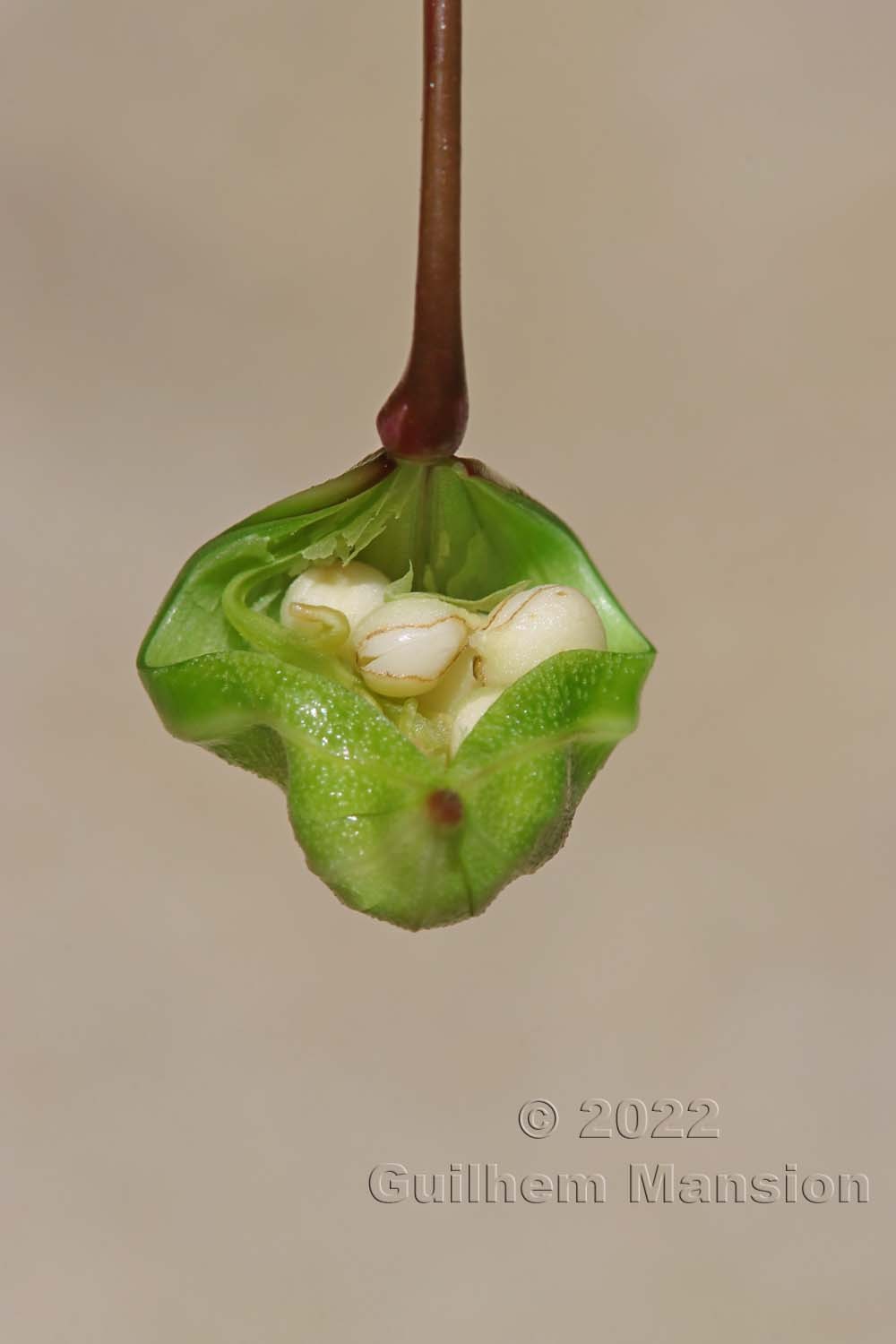 Impatiens glandulifera