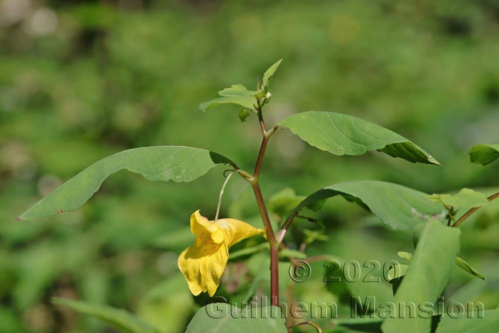 Family - Balsaminaceae