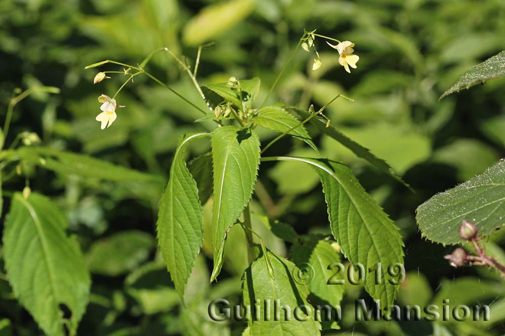 Impatiens parviflora