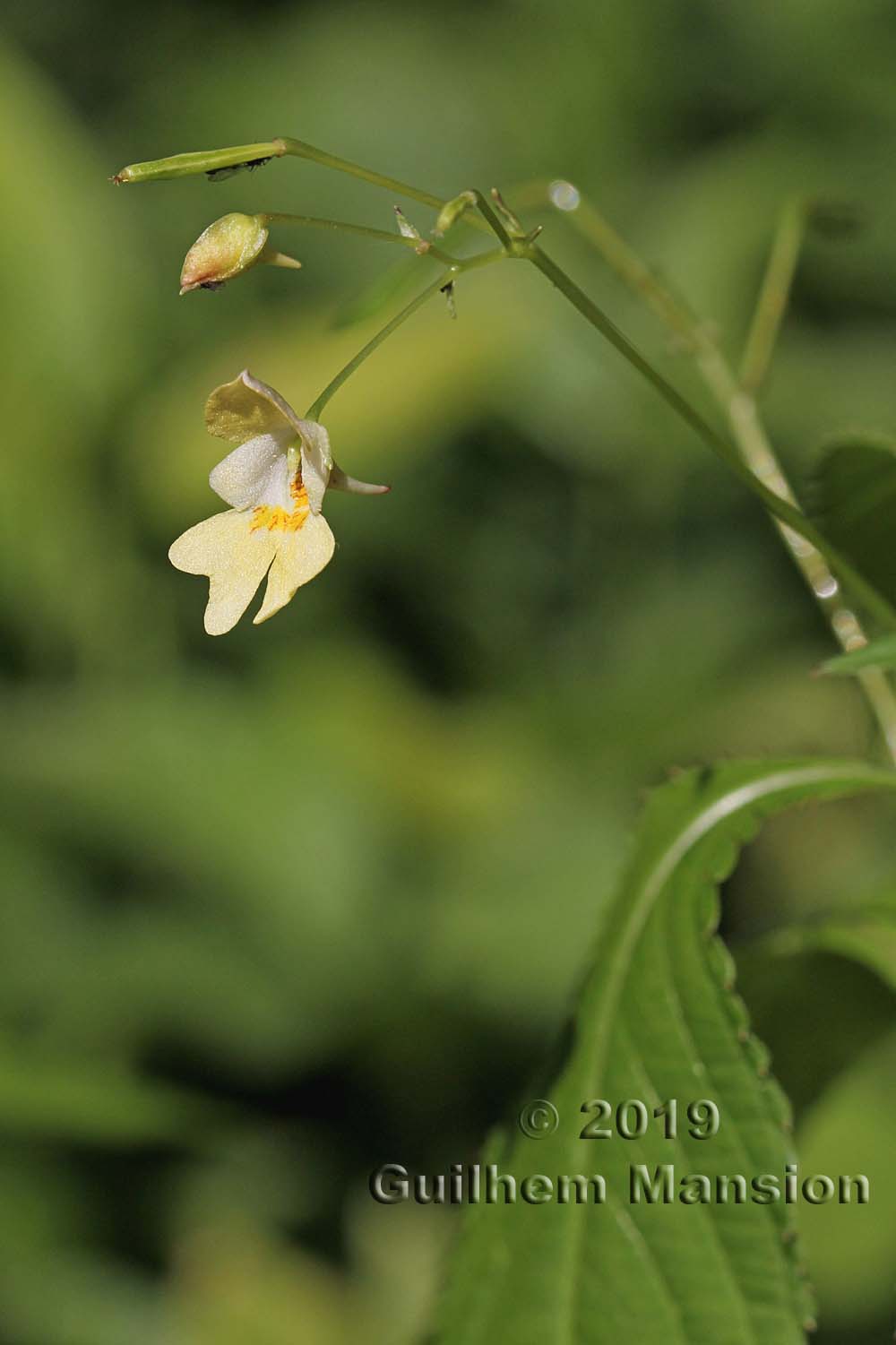 Impatiens parviflora