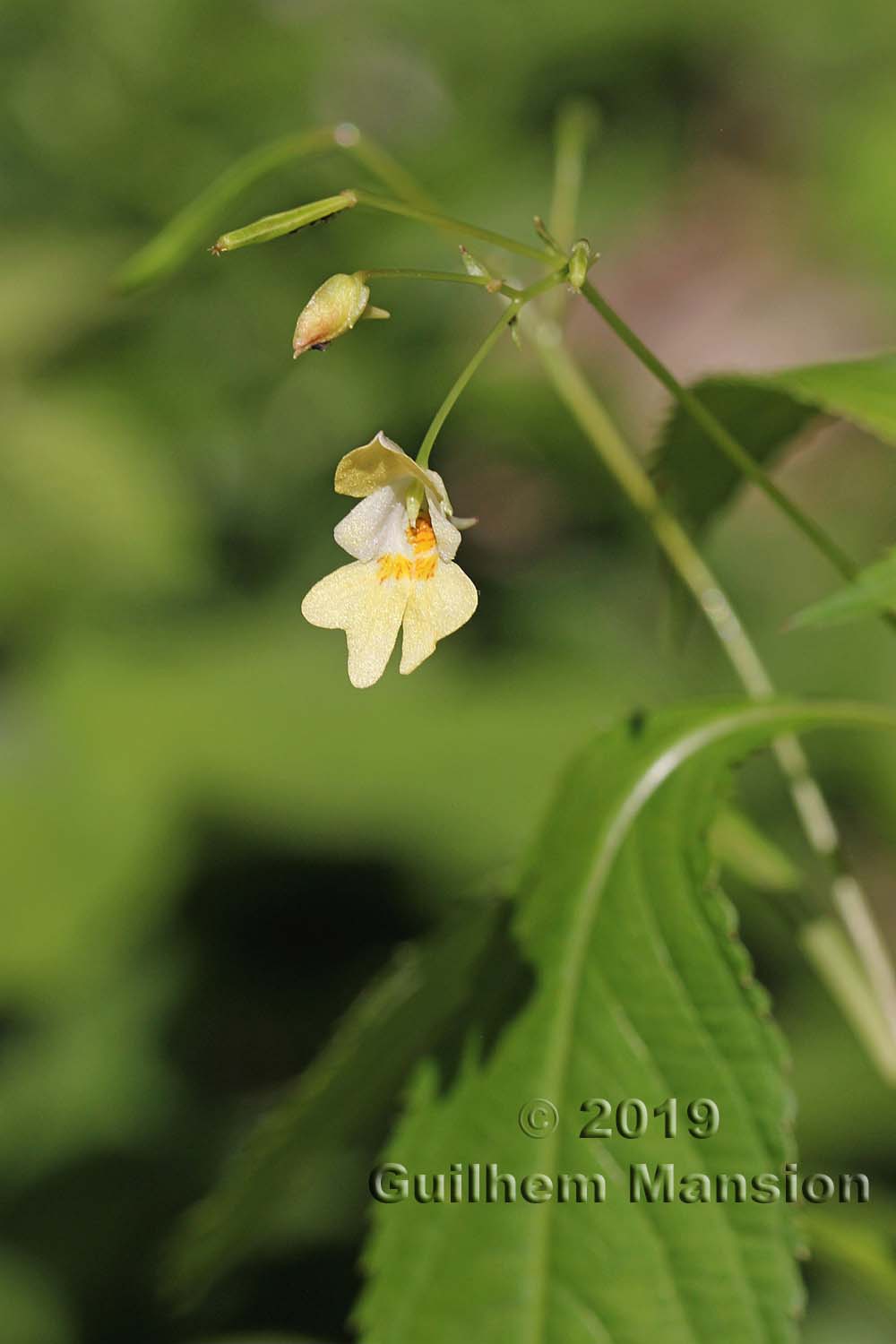 Impatiens parviflora