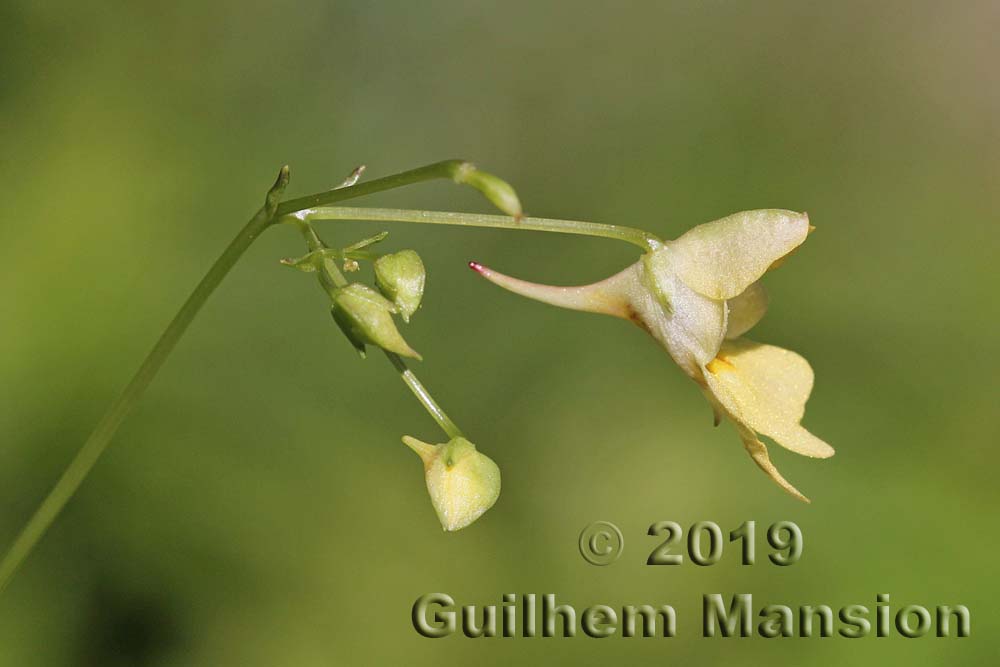 Impatiens parviflora