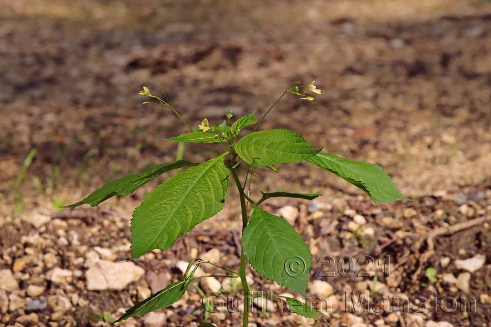 Impatiens parviflora