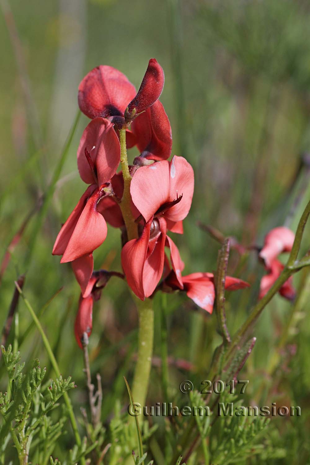 Indigofera procumbens