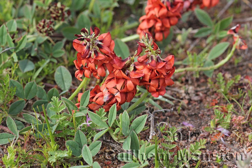 Indigofera procumbens