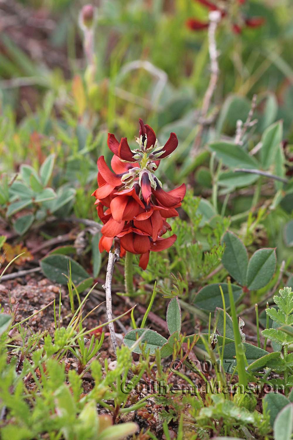 Indigofera procumbens