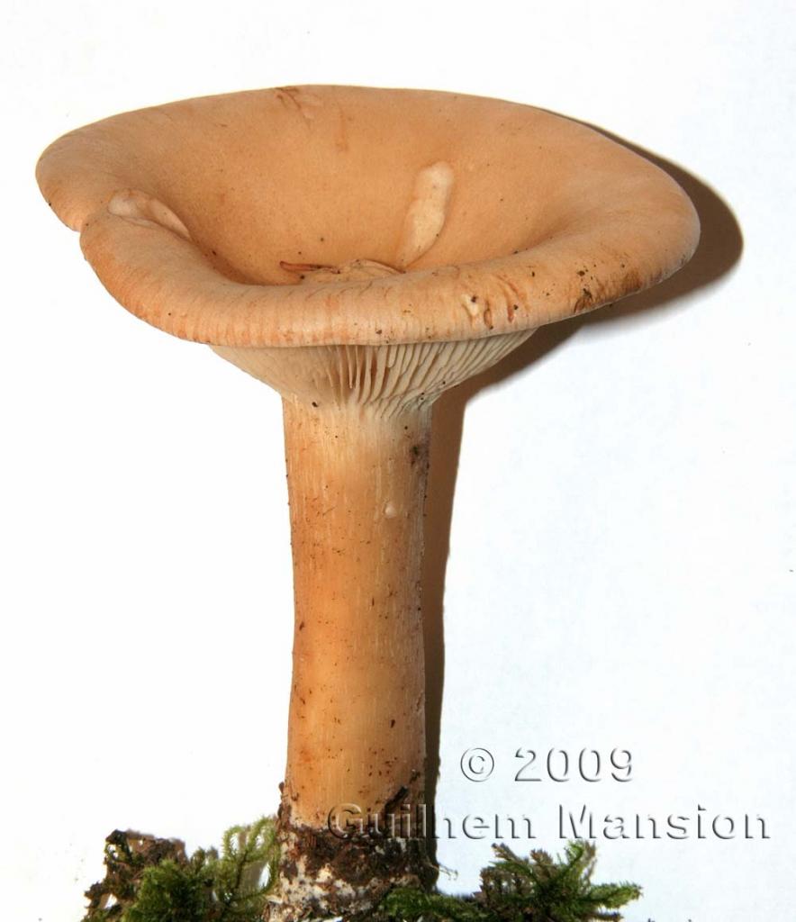 Infundibulicibe geotropa