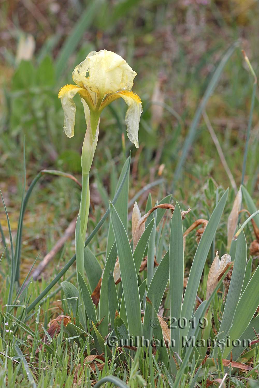 Iris lutescens