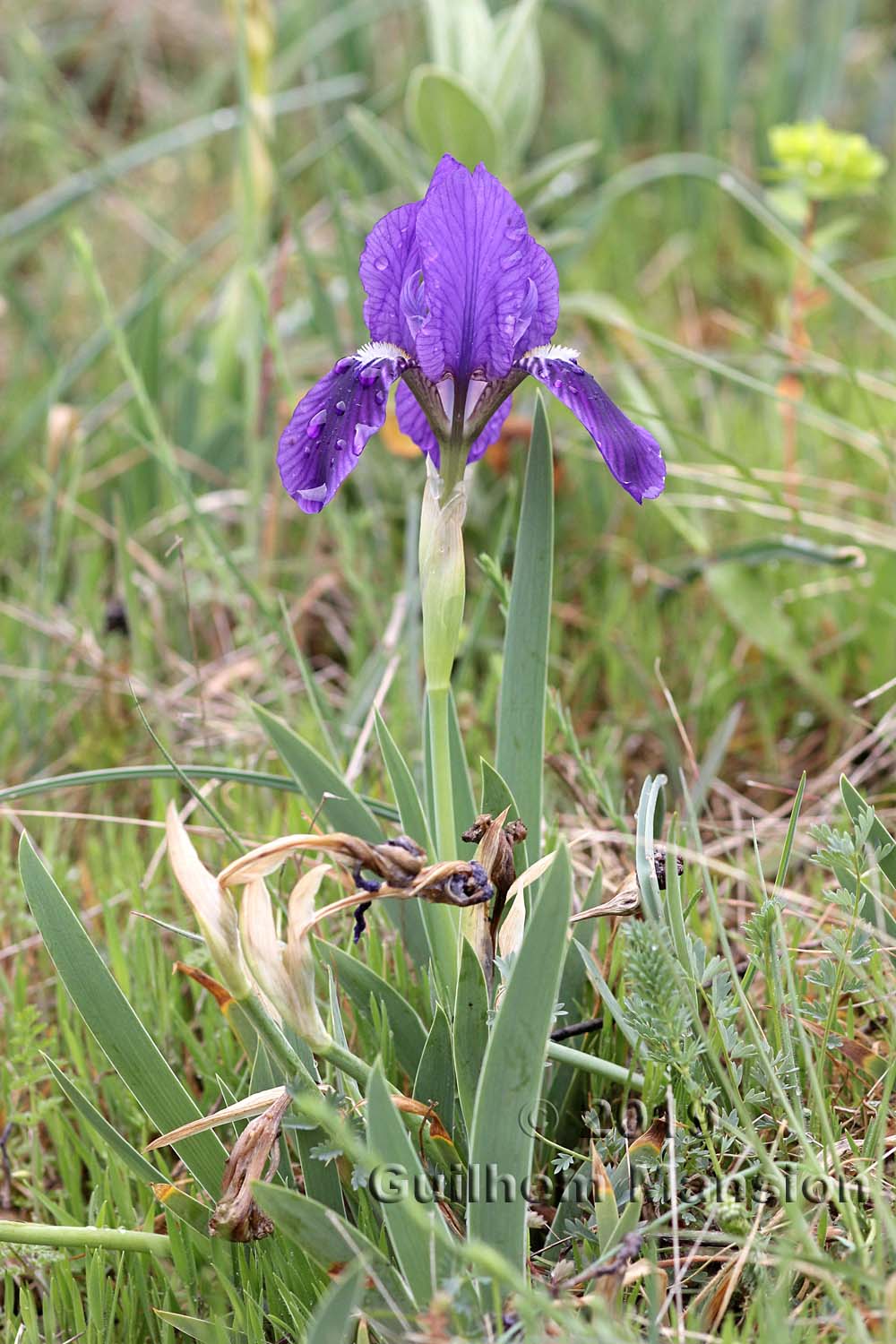 Iris lutescens