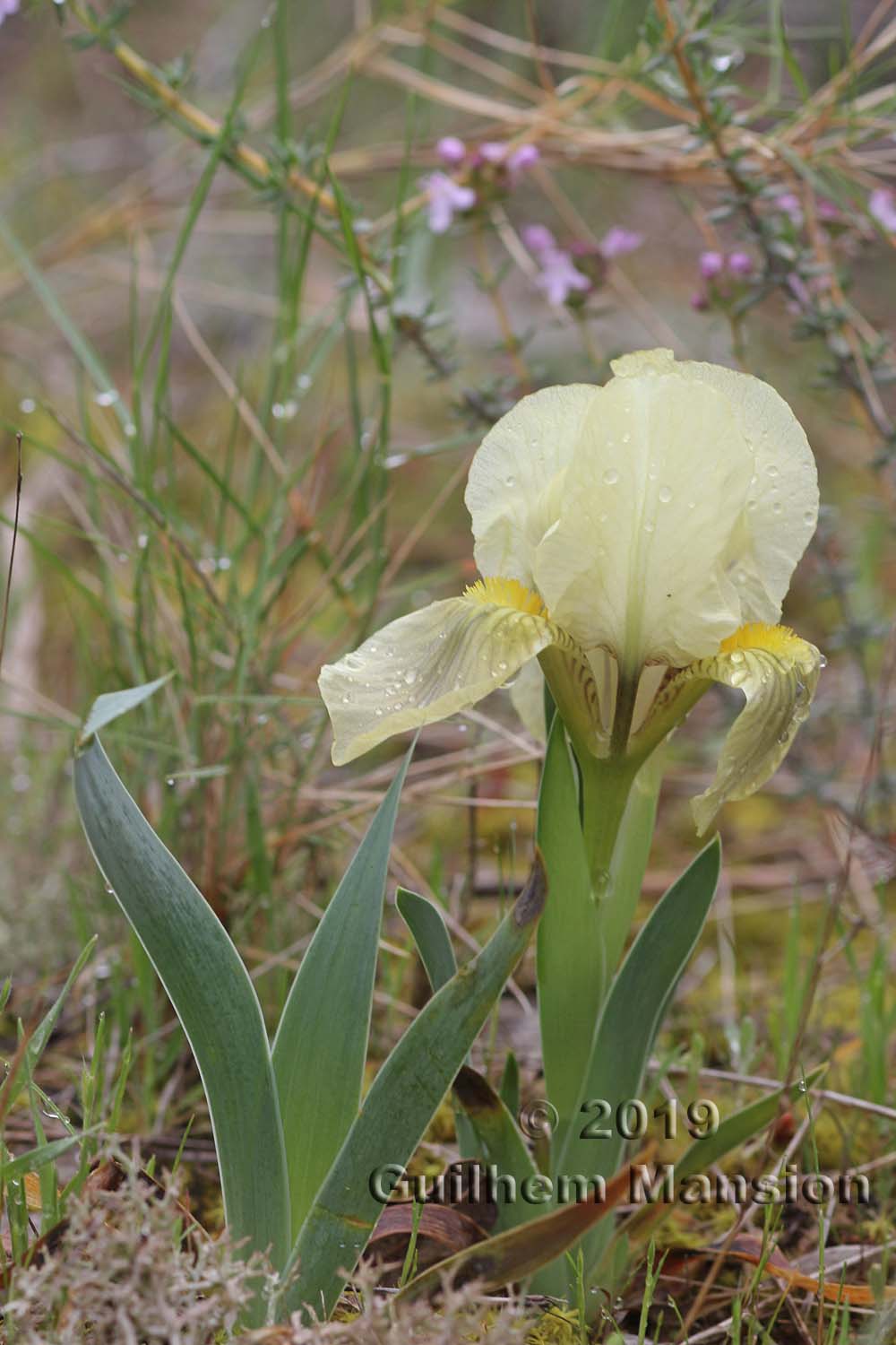 Iris lutescens