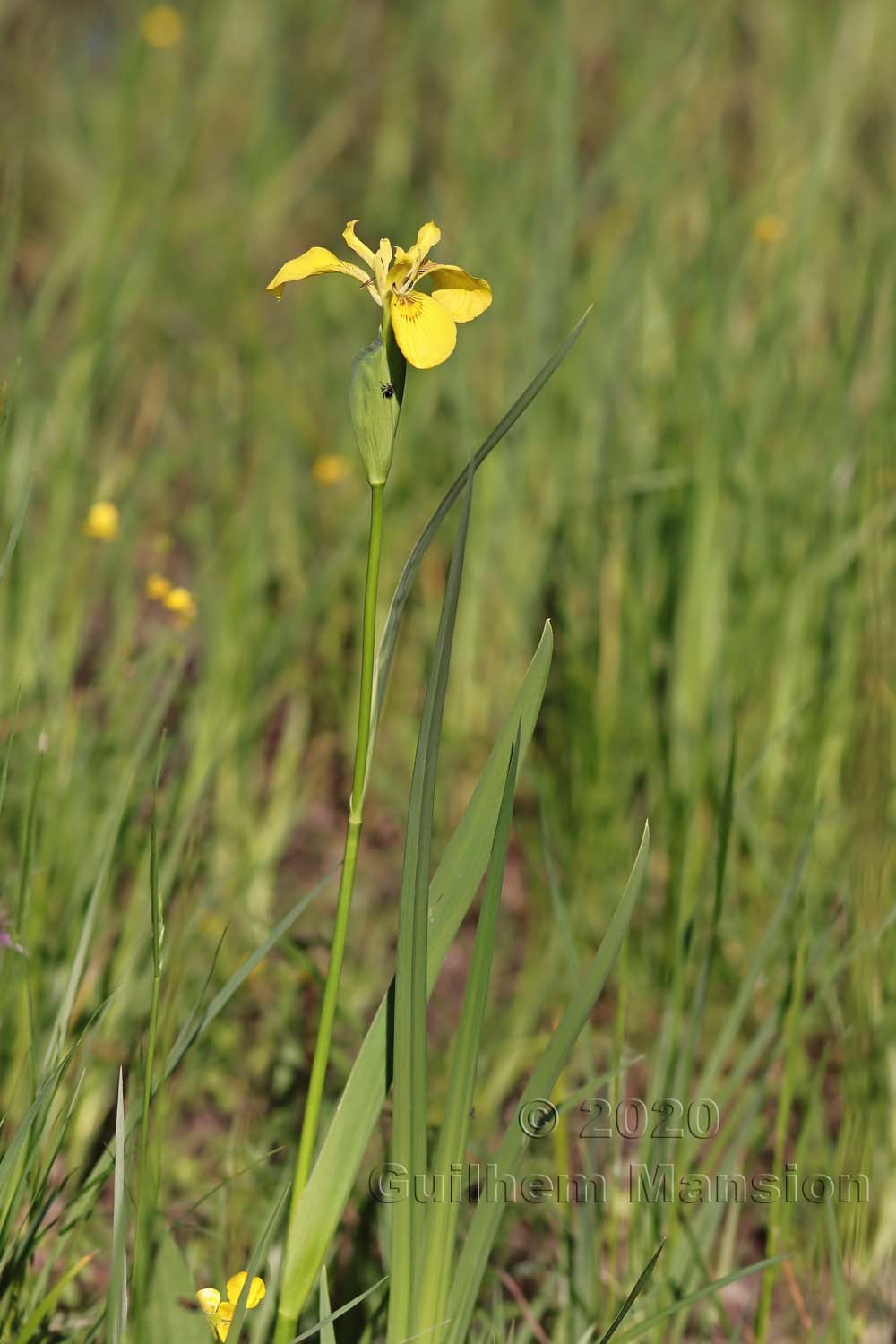 Iris pseudacorus