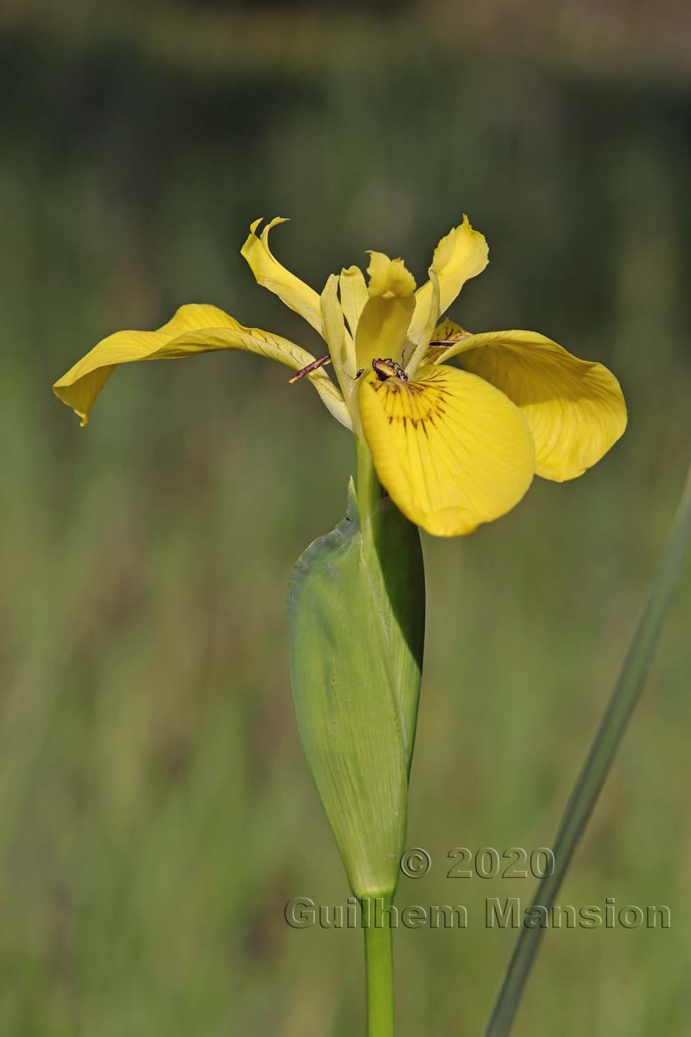 Iris pseudacorus