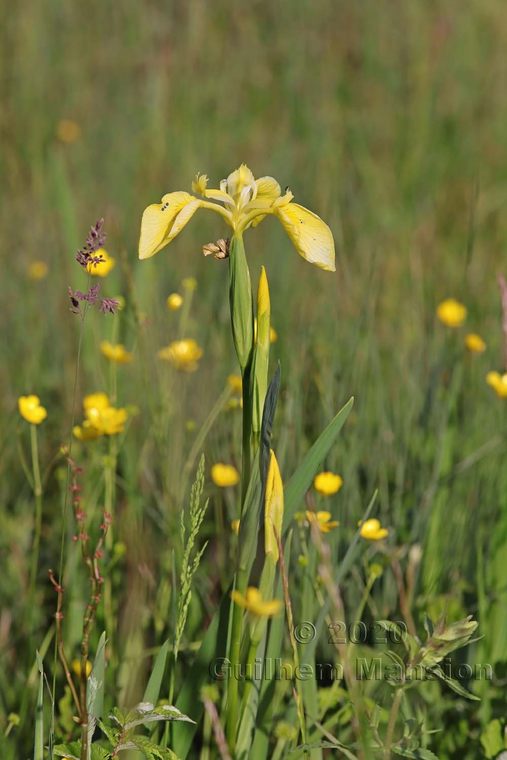 Iris pseudacorus