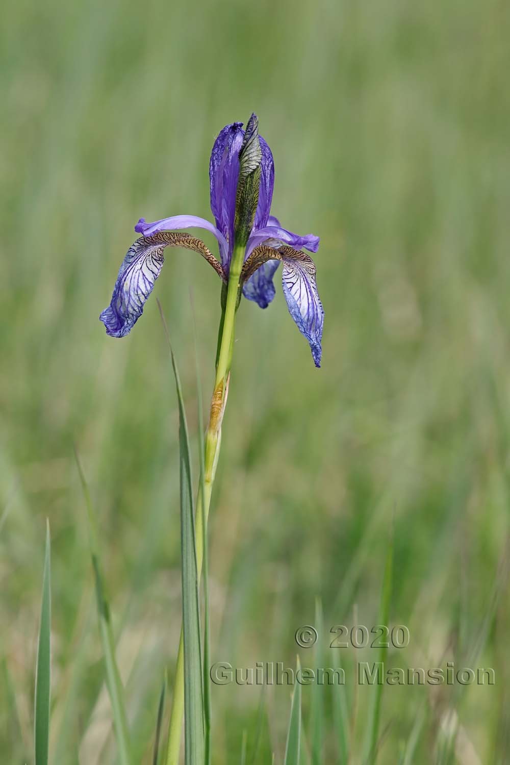 Iris sibirica