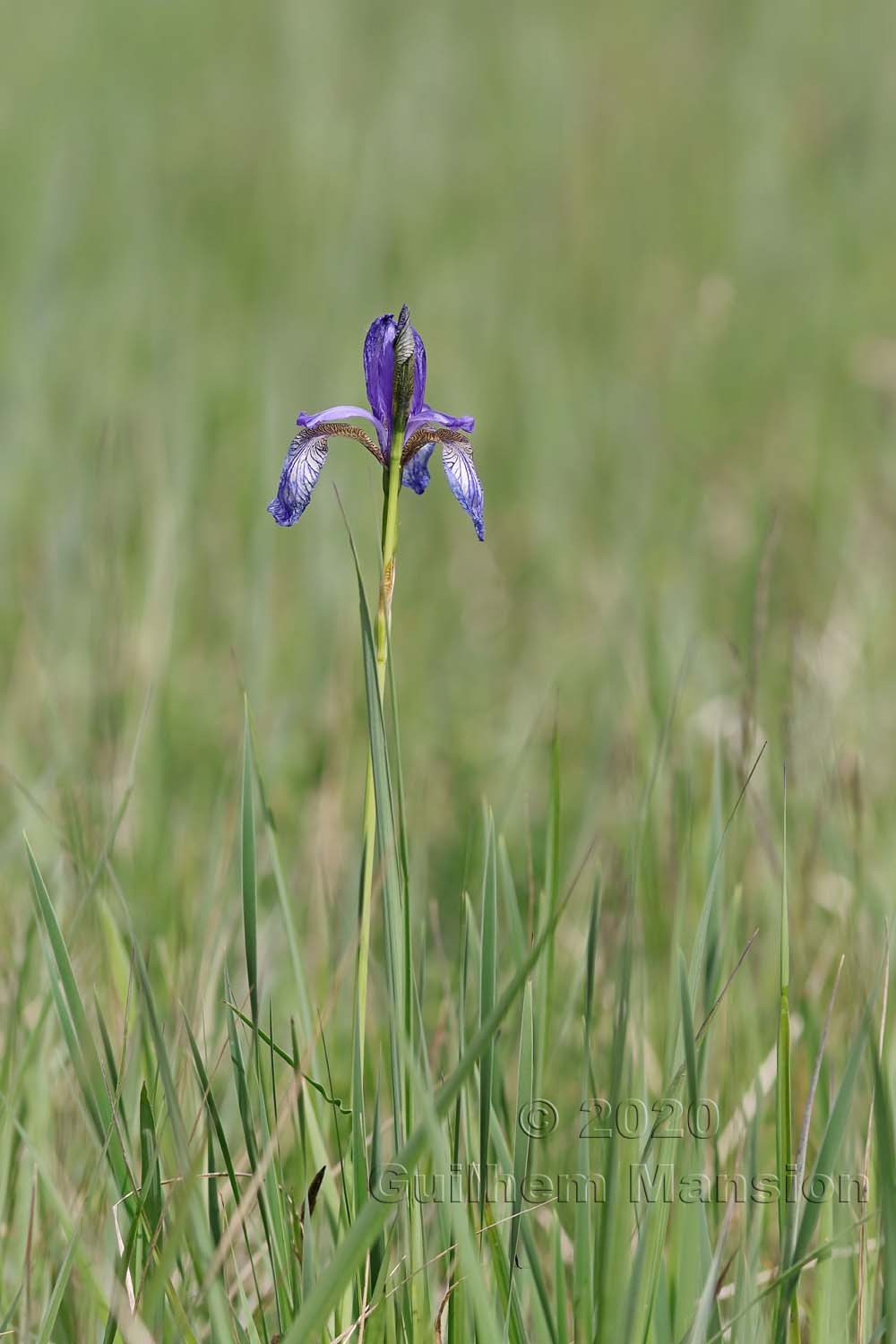 Iris sibirica