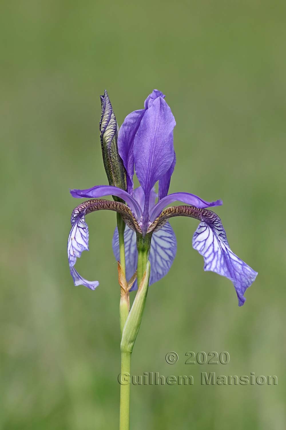 Iris sibirica