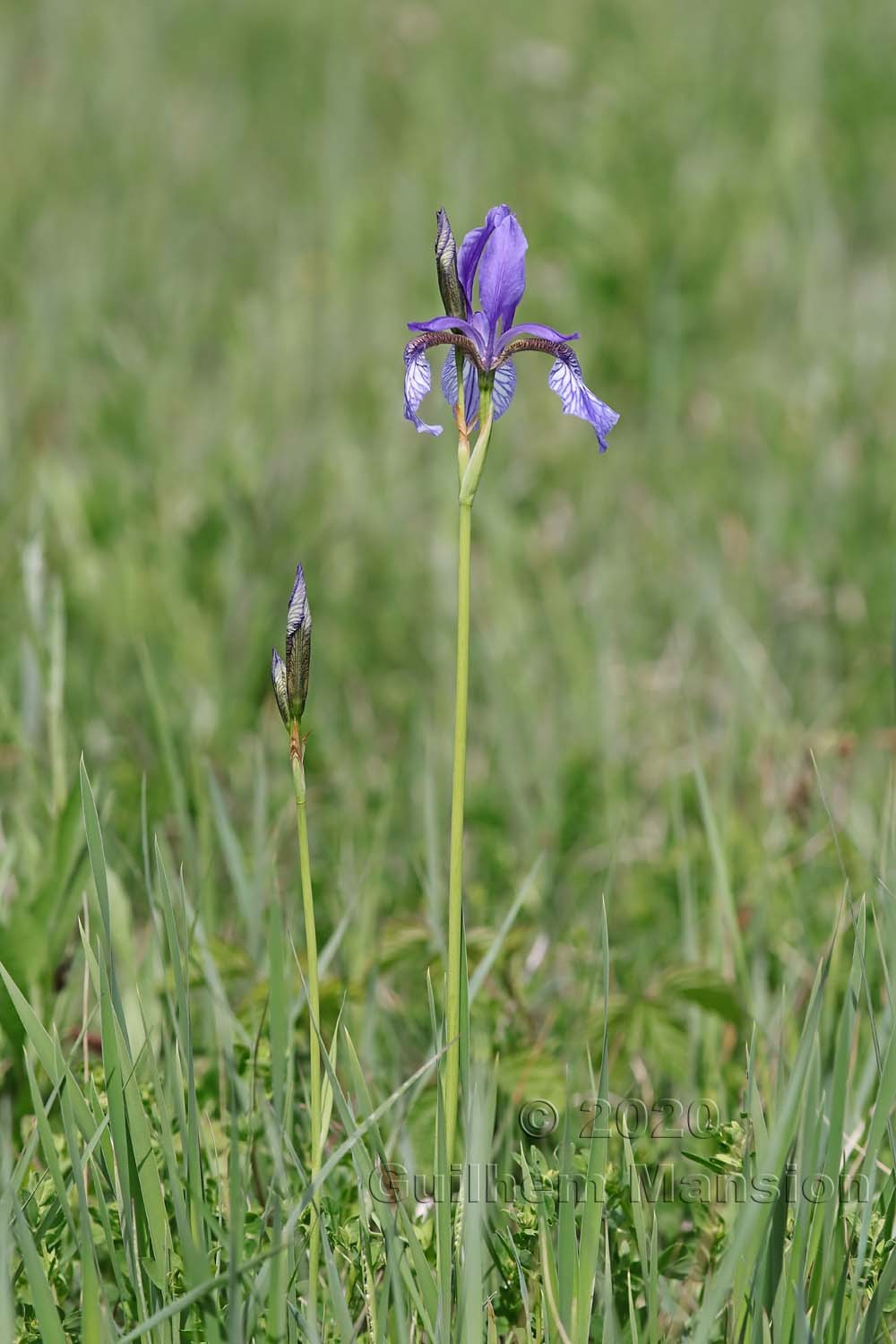 Iris sibirica