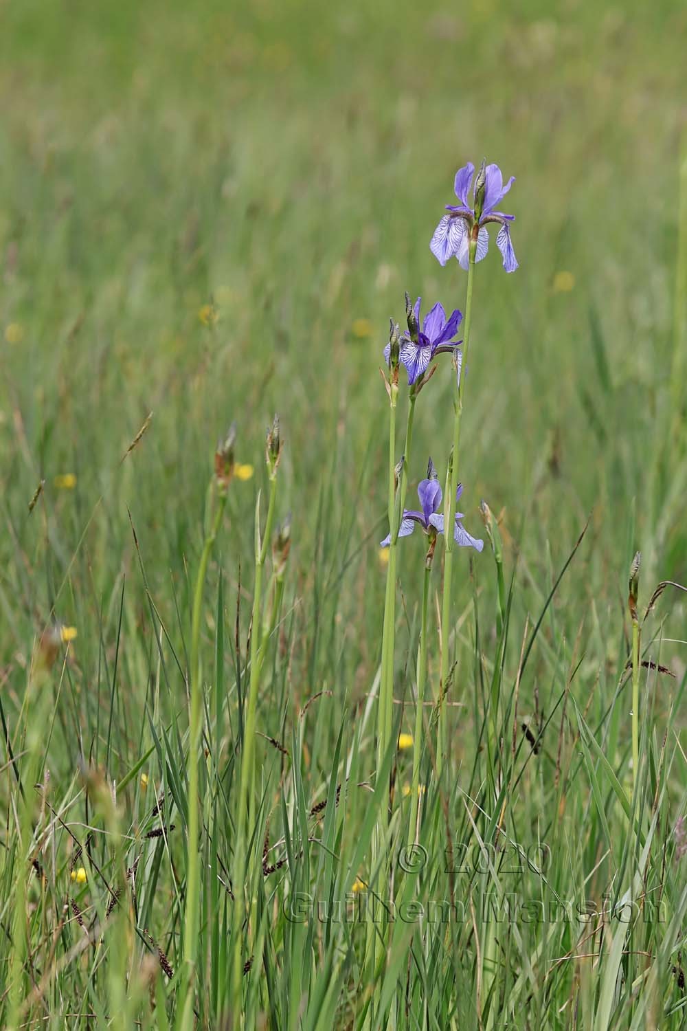 Iris sibirica